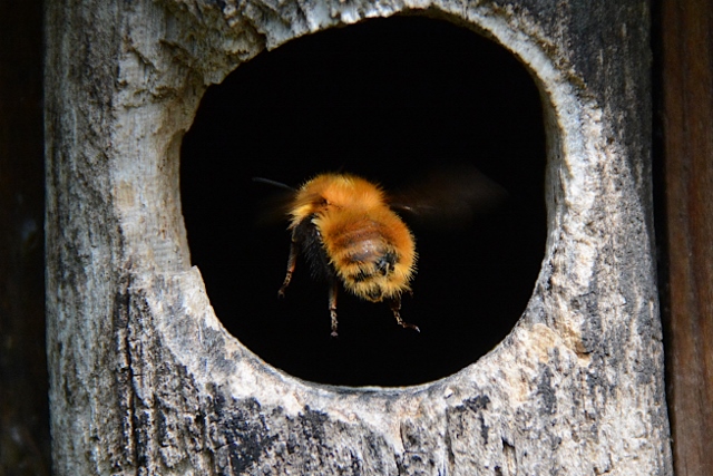 Bombus sp. in cassetta nido per uccelli